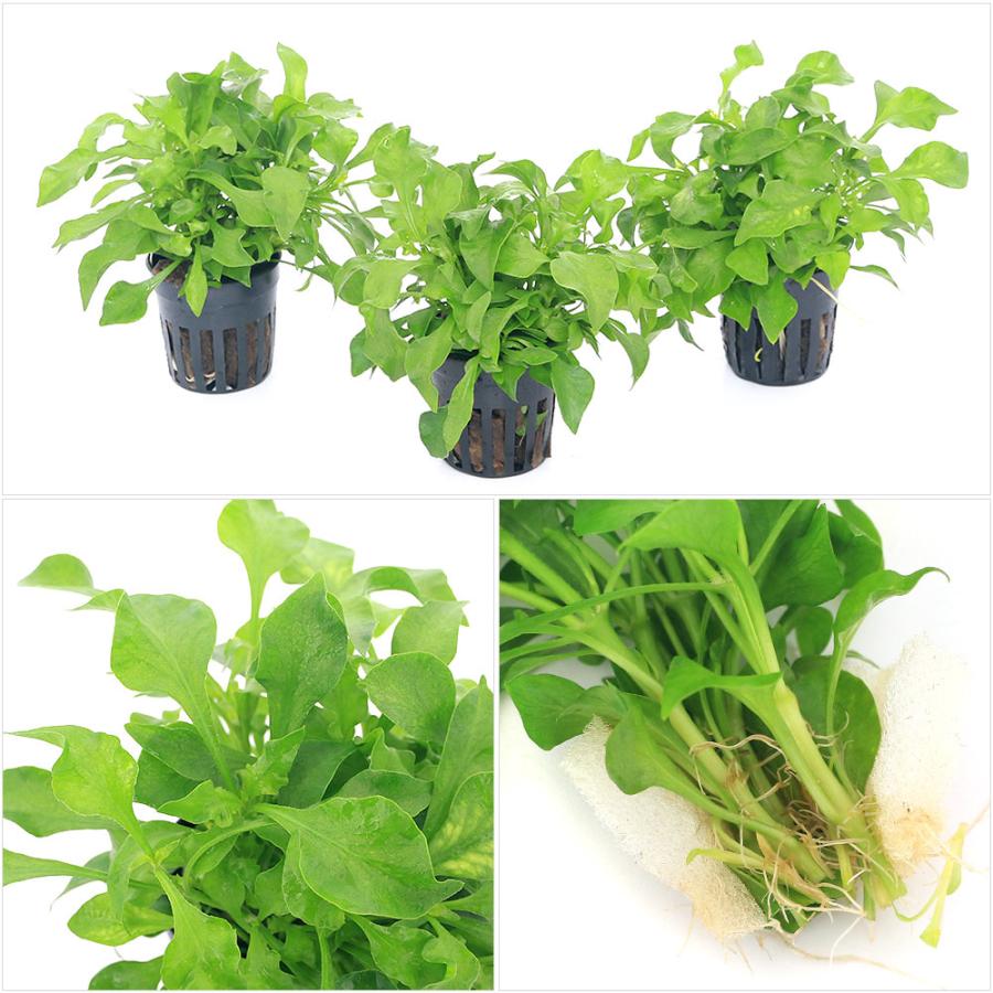 チャーム（charm） （テラリウム）ビバリウムプランツポット アルター