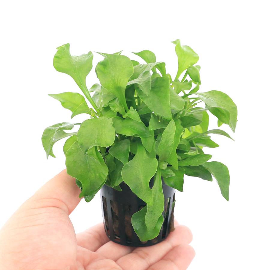 チャーム（charm） （テラリウム）ビバリウムプランツポット アルター