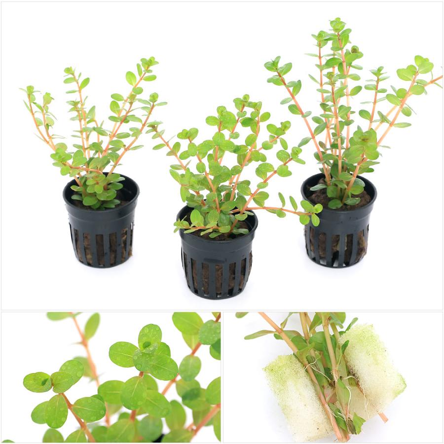 新着セール チャーム Charm 店 水草 発根済み オリジナル水草ポット ロタラ インディカ 水上葉 無農薬 １ポット Egliseduburkina Org