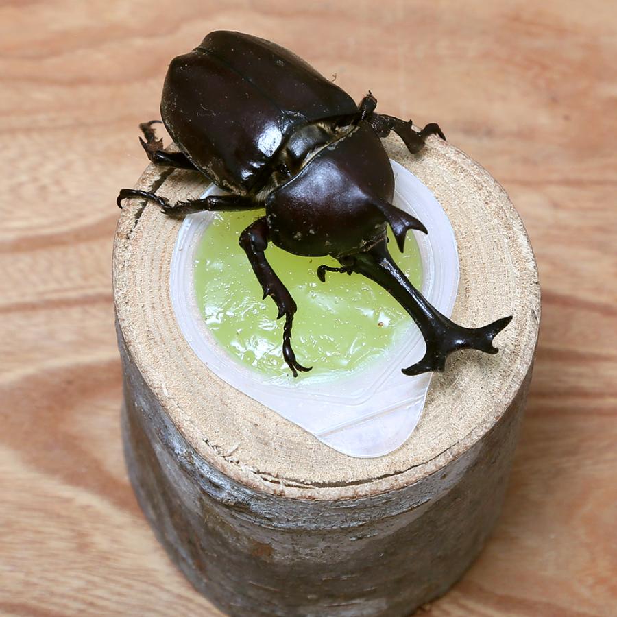 国内発送】 2個 皿木 えさ皿 エサ皿 カブトムシ クワガタ ゼリー用 ⑧ 通販 3個 皿木 えさ皿 エサ皿 カブトムシ クワガタ ゼリー用 ⑬