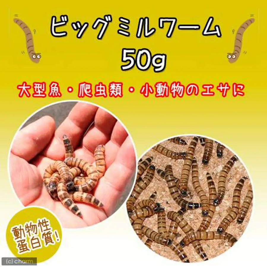 チャーム（charm） （生餌）死着保証なし ビッグミルワーム（50g