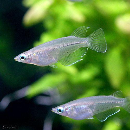 熱帯魚 ジャワ メダカ ５匹 北海道航空便要保温 Kingsfirearmsandmore Com