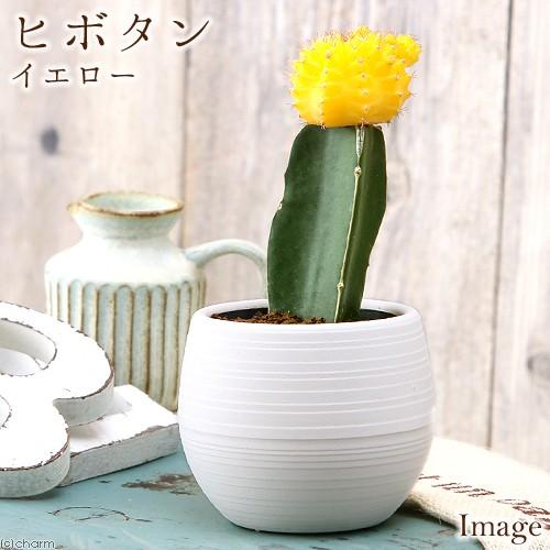 7円 人気top 観葉植物 サボテン ヒボタン 緋牡丹 イエロー系 ２ ５号 １ポット