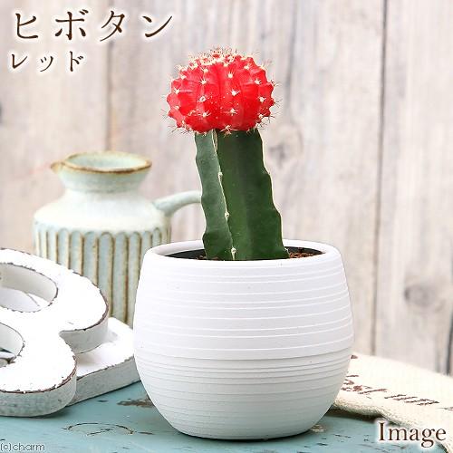 チャーム（charm） （多肉植物）サボテン ヒボタン（緋牡丹） レッド系