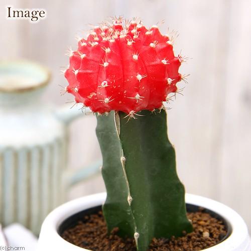 チャーム（charm） （多肉植物）サボテン ヒボタン（緋牡丹） レッド系