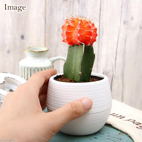 チャーム（charm） （多肉植物）サボテン ヒボタン（緋牡丹） オレンジ