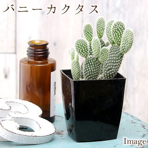 観葉植物 サボテン オプンティア バニーカクタス ホワイト ３号 １鉢 Belle Ile Nature Org