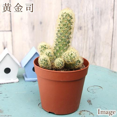 チャーム（charm） （多肉植物）サボテン マミラリア 黄金司 3号（1