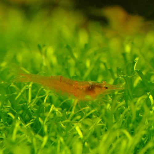 （エビ）ブリリアントオレンジシュリンプ（３匹）　北海道・九州航空便要保温 | チャーム（ペット）