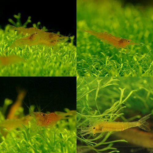 （エビ）ブリリアントオレンジシュリンプ（３匹）　北海道・九州航空便要保温 | チャーム（ペット） | 01