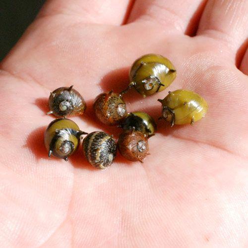 （エビ・貝）カラーサザエ石巻貝（６匹）　北海道・九州航空便要保温 | チャーム（ペット） | 02