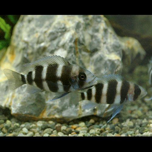 熱帯魚 キフォティラピア フロントーサ ６バンド ｓサイズ １匹 北海道 九州 沖縄航空便要保温 チャーム Charm Paypayモール店 通販 Paypayモール