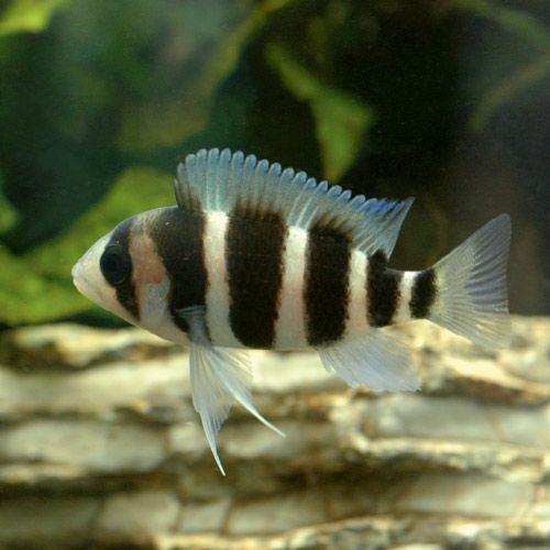 熱帯魚 キフォティラピア フロントーサ ６バンド ｓサイズ １匹 北海道 九州 沖縄航空便要保温 チャーム Charm Paypayモール店 通販 Paypayモール