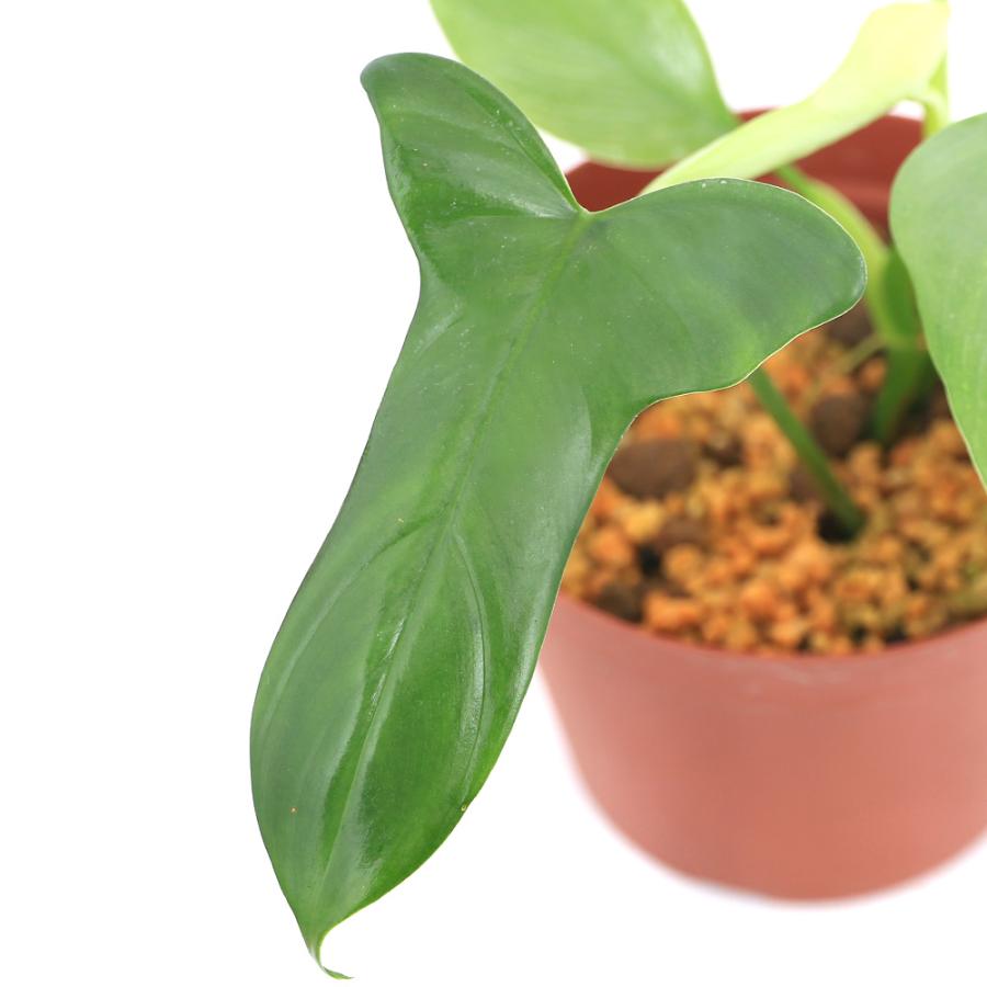 チャーム（charm） （テラリウム）フィロデンドロン ビペンニフォリ