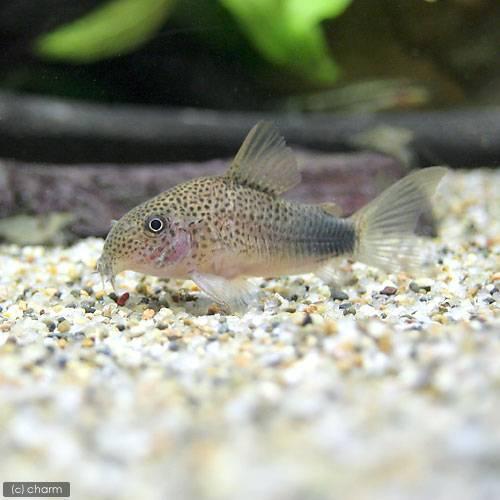 熱帯魚 コリドラス シミリス ワイルド １匹 売れ筋ランキング 北海道 沖縄航空便要保温 九州