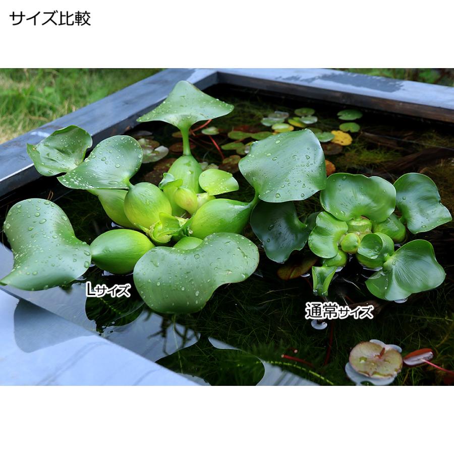 ビオトーブ）水生植物 ホテイ草 国産（ホテイアオイ） Lサイズ （1株