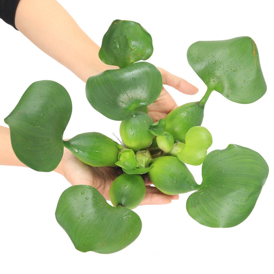 ビオトーブ）水生植物 ホテイ草 国産（ホテイアオイ） Lサイズ （1株