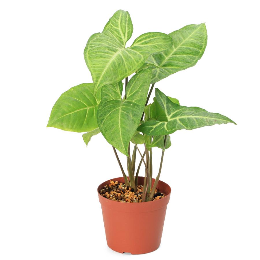 観葉植物）原種シンゴニウム ポドフィルム パナマ トゥピレ産 3．5号 