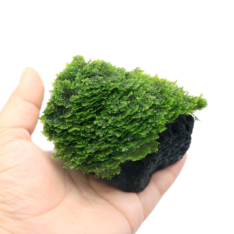水草）☆育成済☆ クシノハスジゴケ 風山石 SSサイズ（水中葉）（無