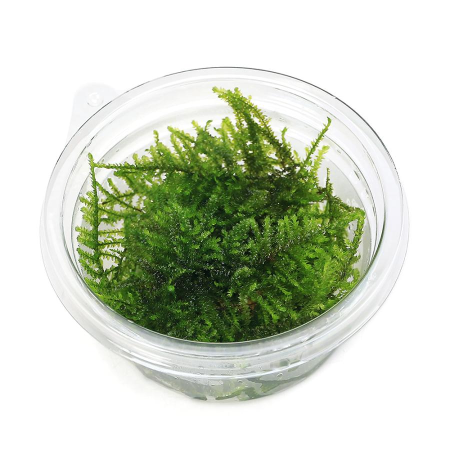 水草）サムライモス（シマフクロハイゴケ）（水中葉）（無農薬）（3