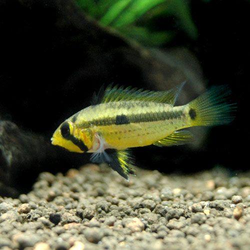 （熱帯魚）アピストグラマ・ユルエンシス　ペルー（ワイルド）（１ペア）　北海道・九州航空便要保温 | チャーム（ペット） | 01