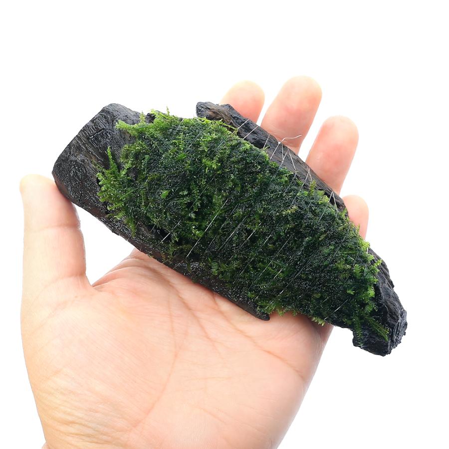 水草）巻きたて ウィーピングモス 流木SSサイズ（約10cm）（無