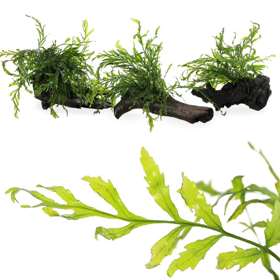 水草）巻きたて ボルビティス ヒュディロティ 流木 Mサイズ（約