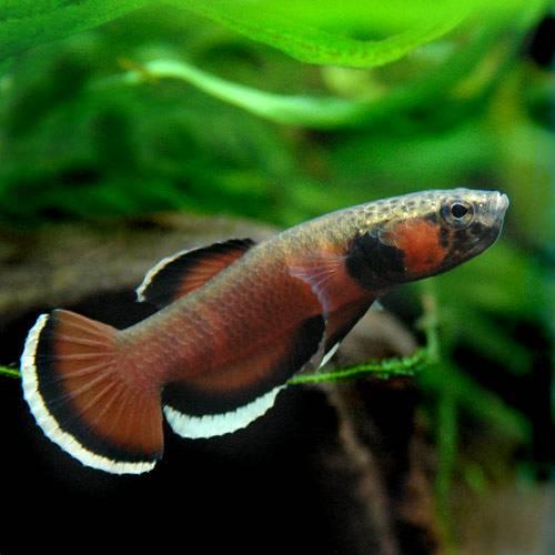 ワイルドベタ アルビマルギナータ10匹（幼魚
） 熱帯魚）ベタ・アルビマルギナータ（ワイルド）（1ペア） 北海道
