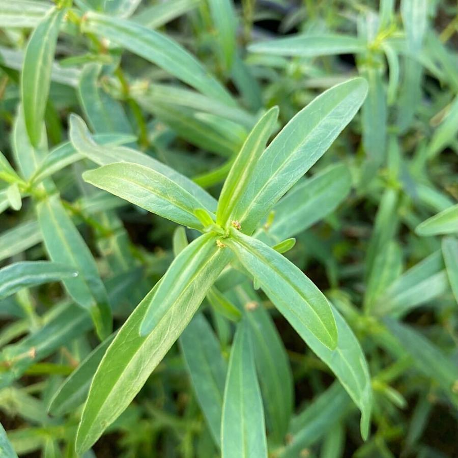 水草）アマニアsp．海南島産（水上葉）（無農薬）（10本