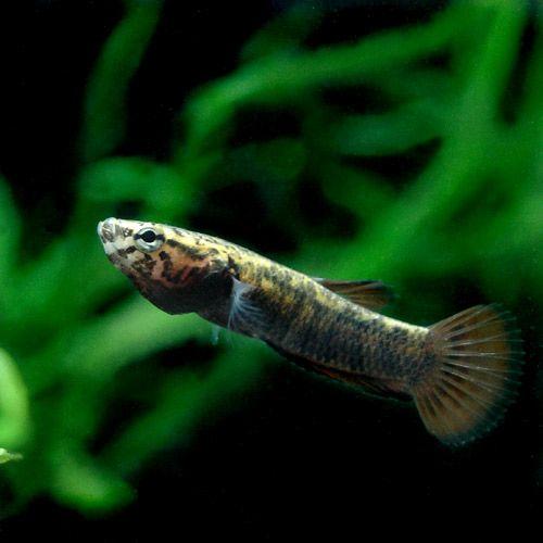 ワイルドベタ アルビマルギナータ10匹（幼魚
） ワイルドベタ アルビマルギナータ 