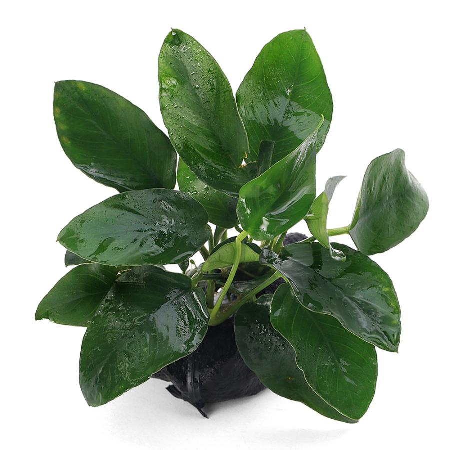 大量無農薬 ボルビティス ヒュディロティ 水草 アヌビアス 観葉植物