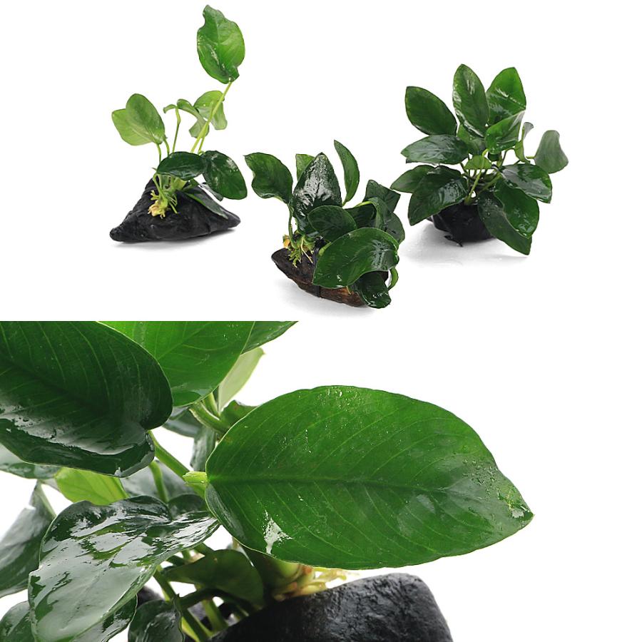 水草）アヌビアスナナ 流木 ミニサイズ（8cm以下）（水上葉）（3個