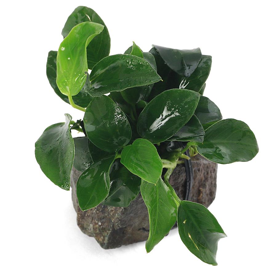 水草）アヌビアスナナ プチ 風山石小粒（3〜5cm）（水上葉）（1個