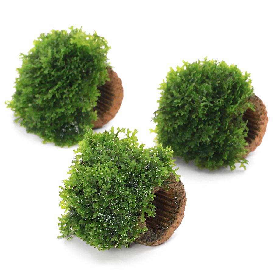 水草）☆育成済☆ ライフマルチ（茶） プレミアムグリーンモス（水中葉