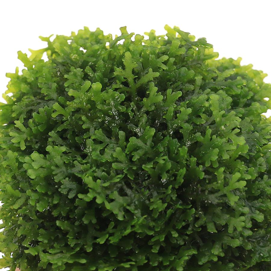 水草）☆育成済☆ ライフマルチ（茶） プレミアムグリーンモス（水中葉