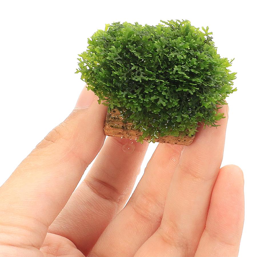 水草）☆育成済☆ ライフマルチ（茶） プレミアムグリーンモス（水中葉