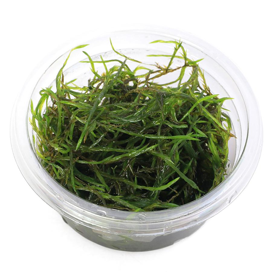 緑交チ葉型小猪口　10客 珍味入れ　新品未使用　酢の物厳禁 painchico_chinsko_01.jpg