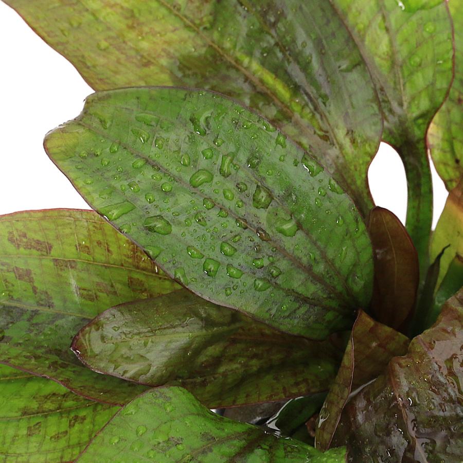 水草）エキノドルス ピラニア（水上葉）（無農薬）（1ポット