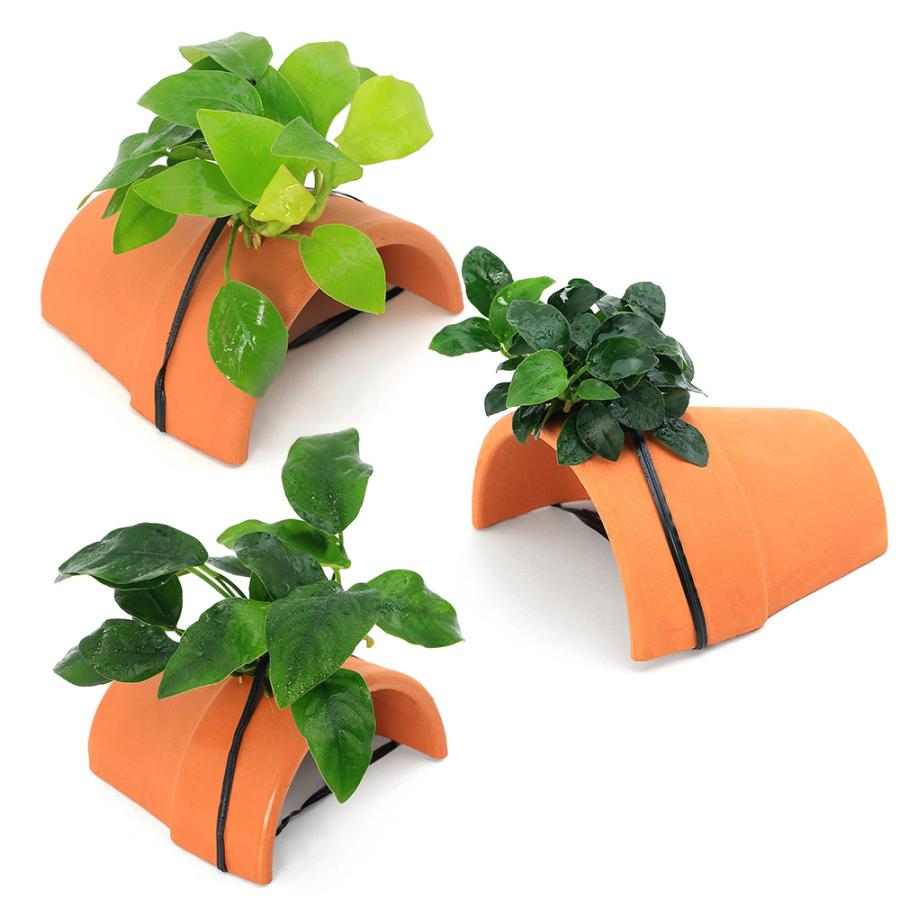 水草）定番のアヌビアス ナナ3種 テラコッタシェルター（水上葉）（1