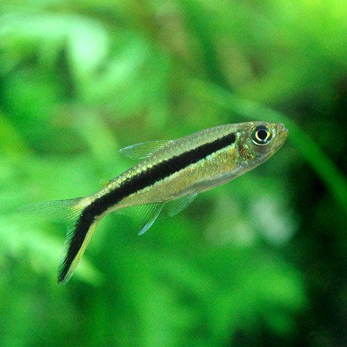 熱帯魚 ペンギン テトラ ６匹 北海道 九州航空便要保温 チャーム Charm Paypayモール店 通販 Paypayモール