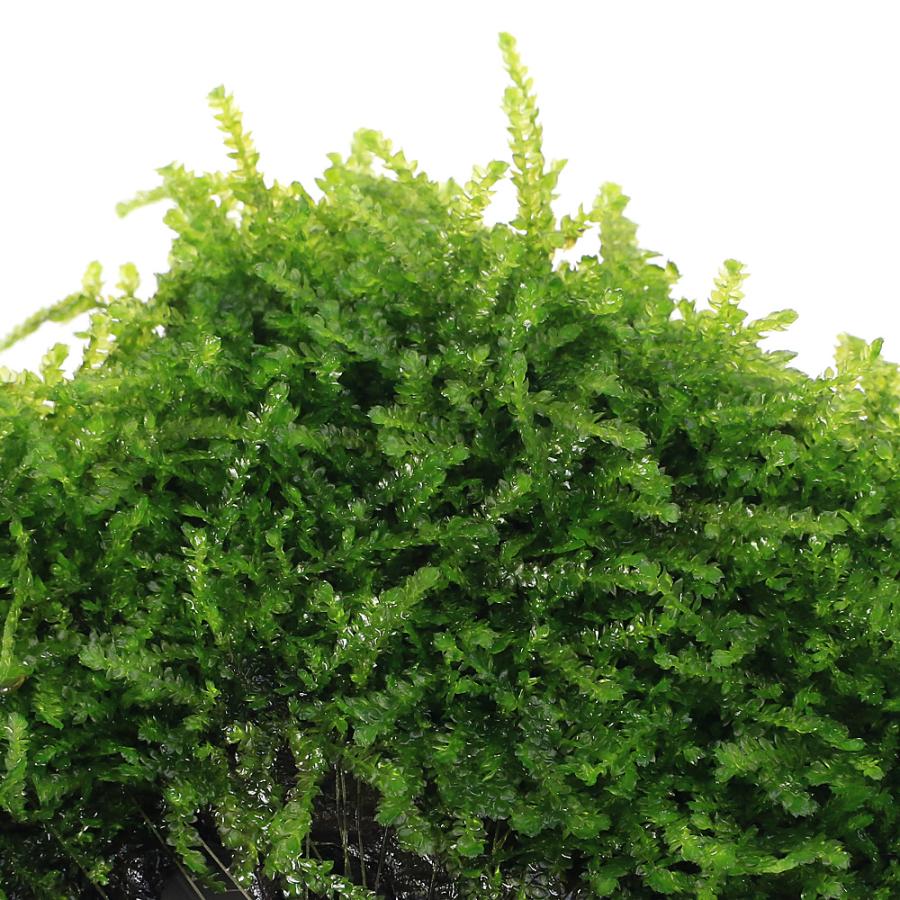 水草）☆育成済☆ ウィーピングモス 流木 SSサイズ（約10cm