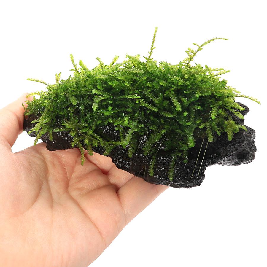 水草）☆育成済☆ ウィーピングモス 流木 SSサイズ（約10cm