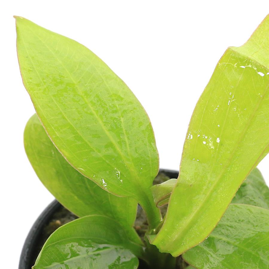 水草）エキノドルス スバラトゥス ポインティーリーフ スリランカ便