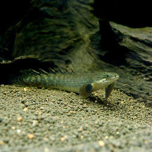 （熱帯魚）ポリプテルス・パルマス・ポーリー　Ｓサイズ（ブリード）（１匹）　北海道航空便要保温 | 