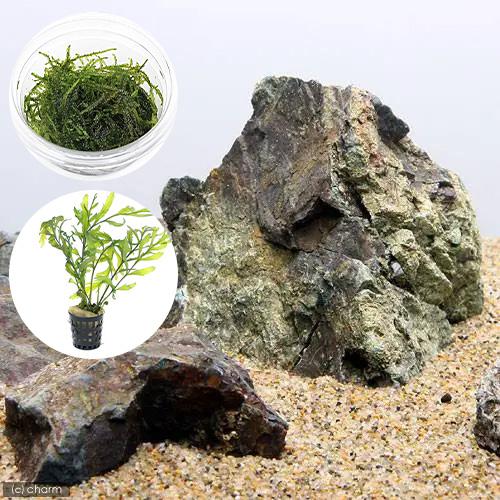 （水草）レイアウト素材水草セットＶｅｒ．風山石（ウィローモス　＋　ボルビティス　ヒュディロティ）（１セット） | 
