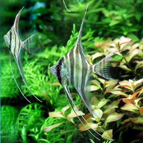 熱帯魚）アルタム・エンゼルフィッシュ コロンビア Mサイズ（ワイルド