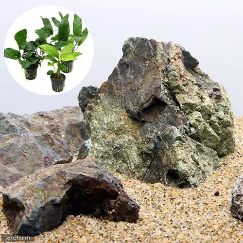 （水草）レイアウト素材水草セットＶｅｒ．風山石（おまかせアヌビアス　３種）（１セット） | 