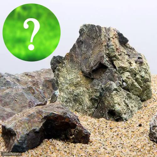 （水草）レイアウト素材水草セットＶｅｒ．風山石（おまかせ前景草　３種）（１セット） | 