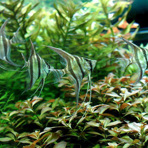 熱帯魚）アルタム・エンゼルフィッシュ コロンビア Mサイズ（ワイルド