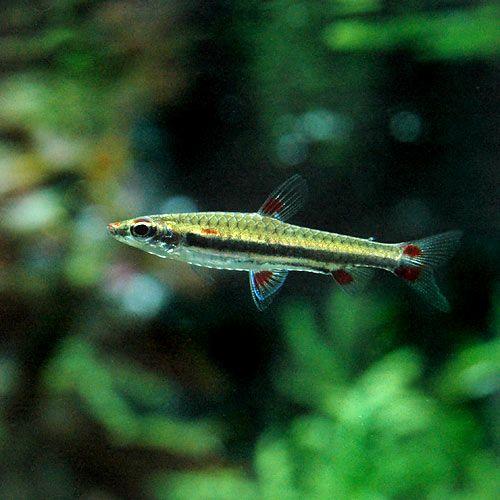 入荷未定）（熱帯魚）スリーライン・ペンシル（ワイルド）（3匹 